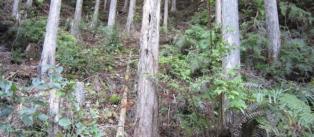 Battling the plague of Japanese cedars